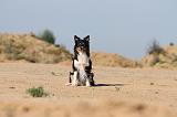 BORDER COLLIE 394